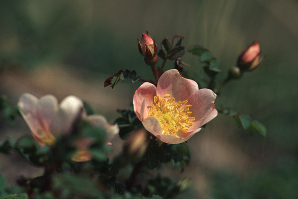 Burnet Rose by Richard Perchard