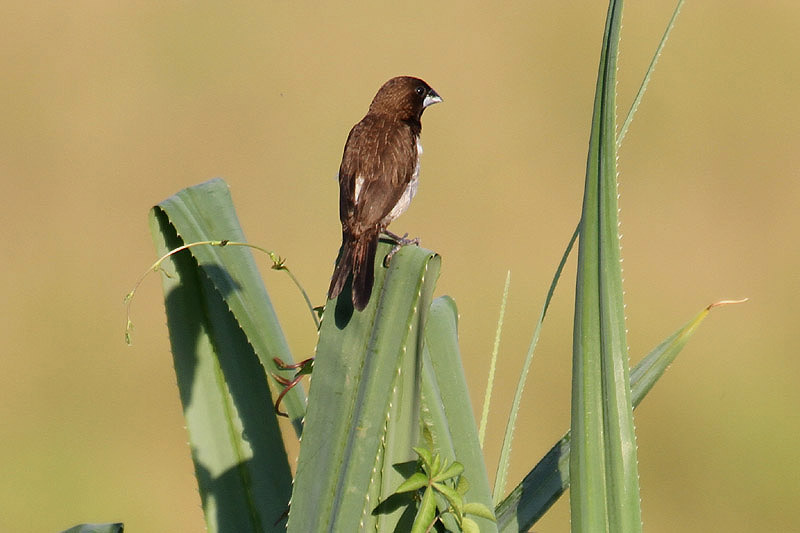 White-rumped Munia by Mick Dryden