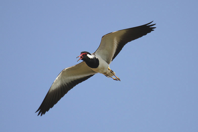 Red-wattled Lapwing by Mick Dryden