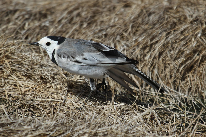 White Wagtail by Mick Dryden