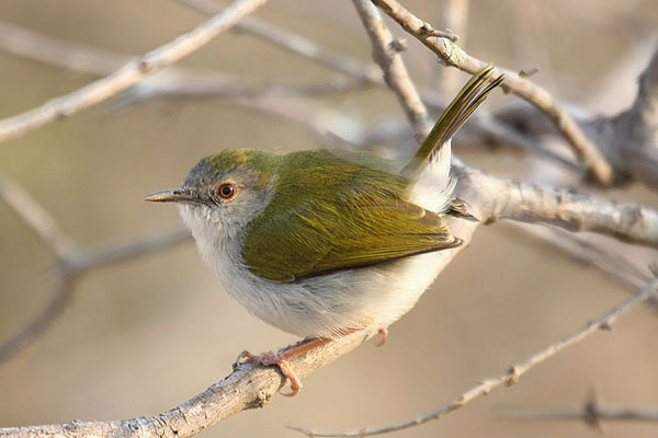 Green-backed Cameroptera by Mick Dryden