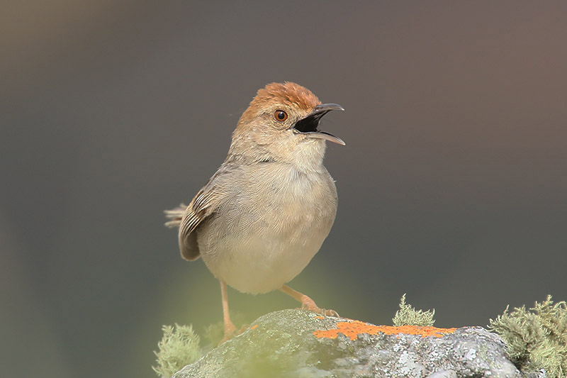 Wailing Cisticola by Mick Dryden