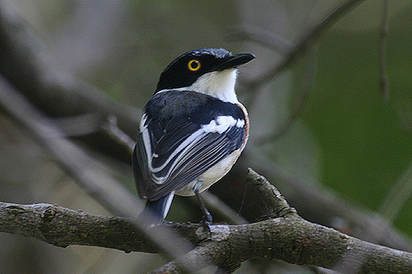 Woodward's Batis by Mick Dryden