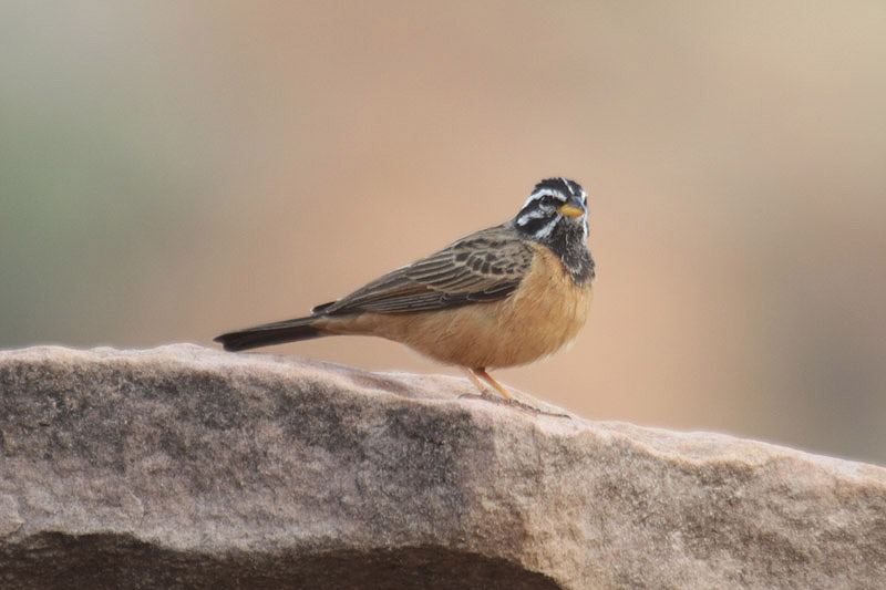 Cinnamon-breasted Bunting by Mick Dryden
