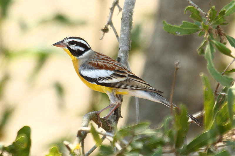 Golden-breasted Bunting by Mick Dryden