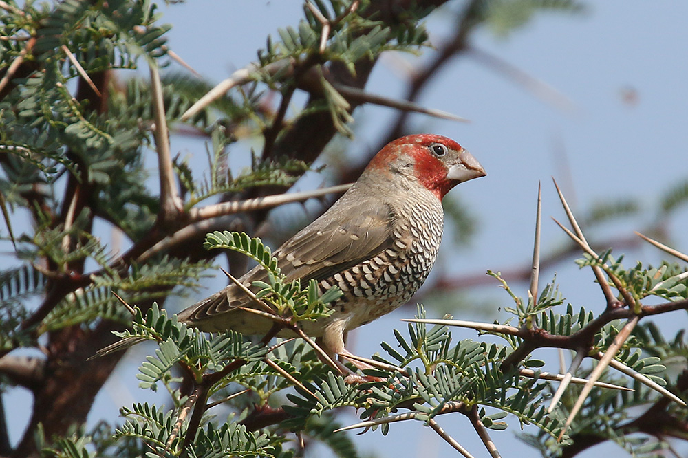 Red headed Finch by Mick Dryden