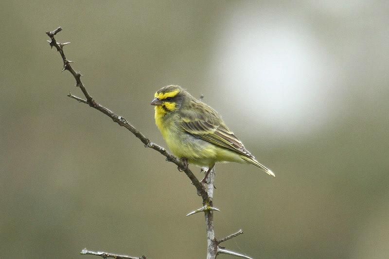 Yellow-fronted Canary by Mick Dryden