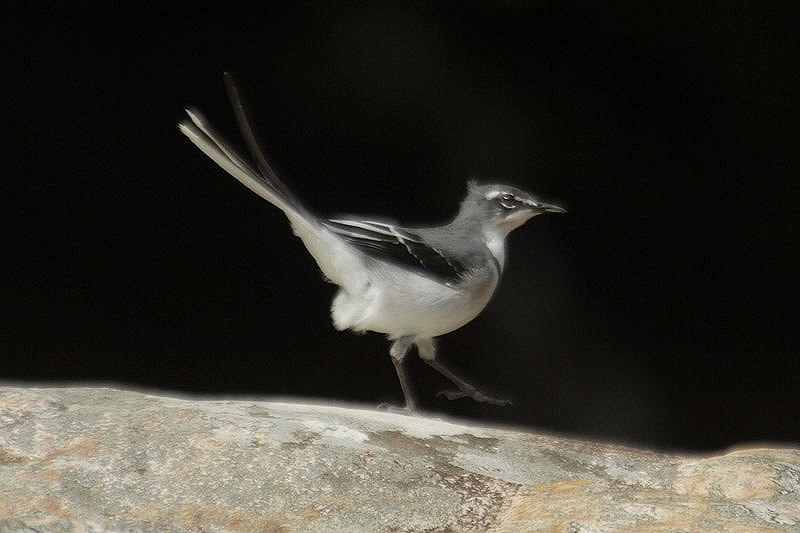 Mountain Wagtail by Mick Dryden