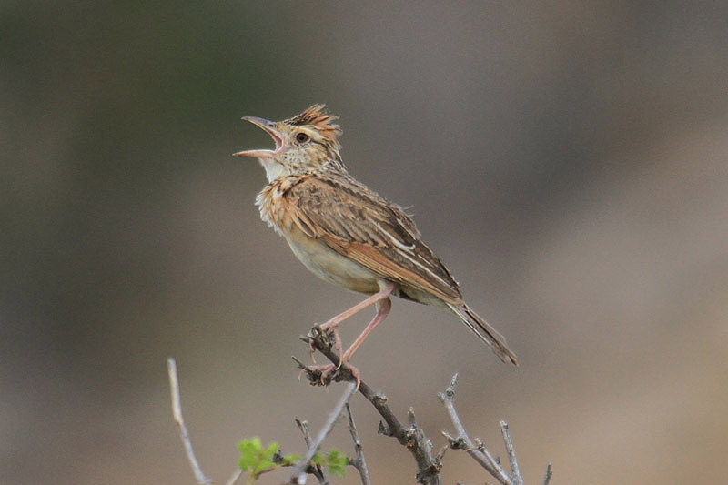Rufous-naped Lark by Mick Dryden