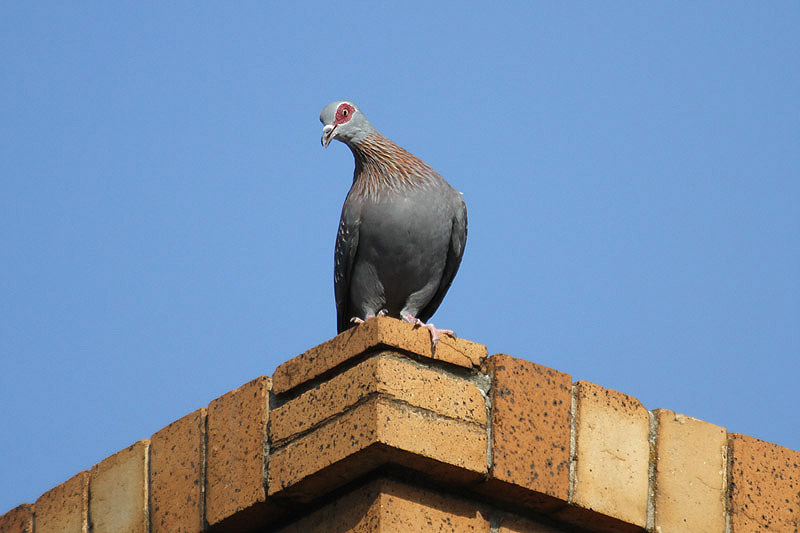 Speckled Pigeon by Mick Dryden