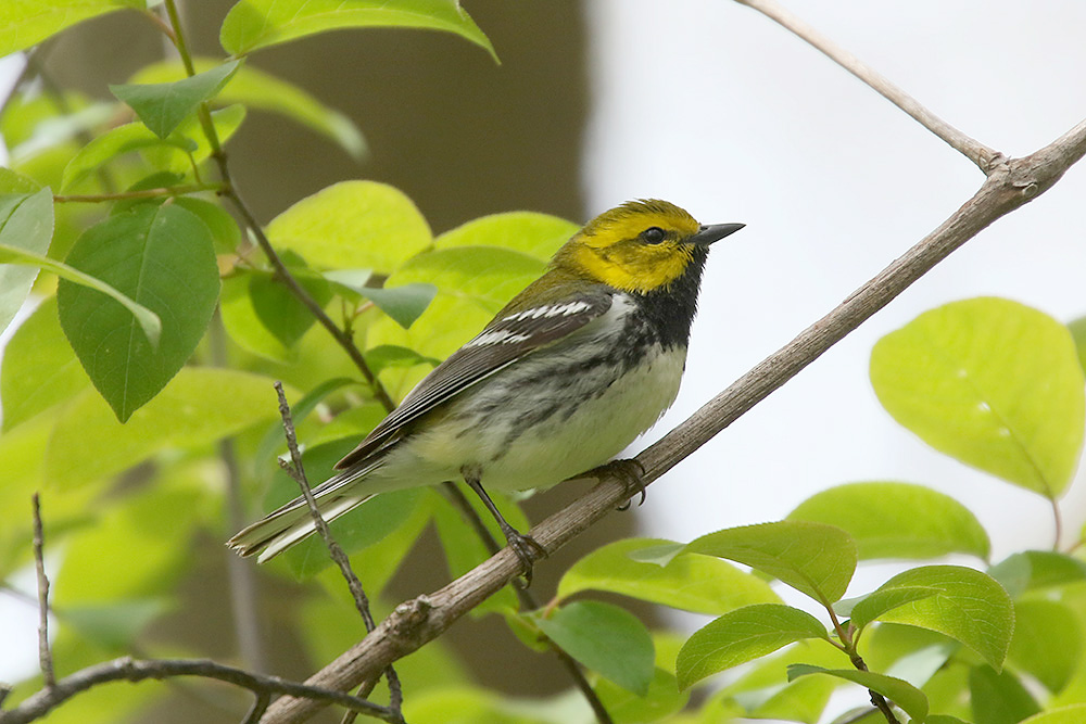 Black throated Green Warbler by Mick Dryden