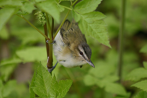Red eyed Vireo by Mick Dryden