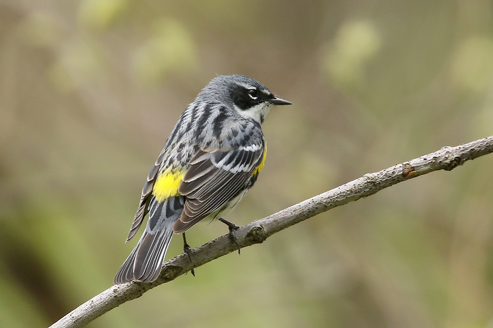 Yellow rumped Warbler by Mick Dryden