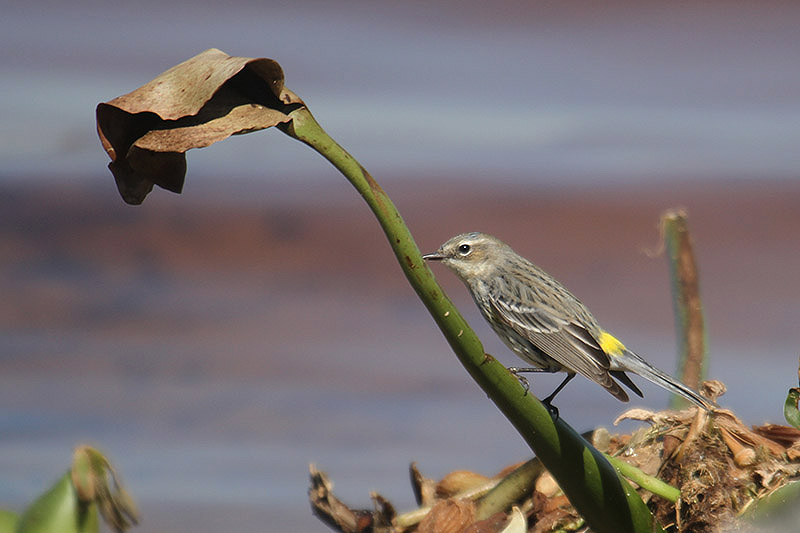 Yellow-rumped Warbler by Mick Dryden