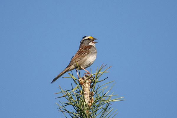 White-throated Sparrow by Mick Dryden