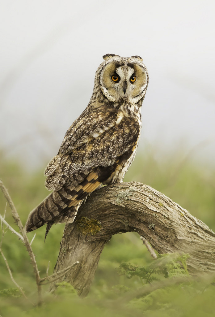 Long-eared Owl by Kris Bell