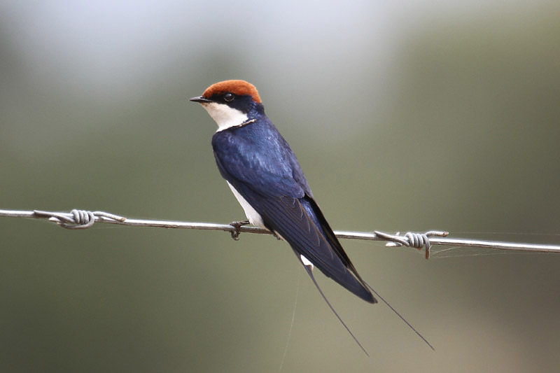 Wire-tailed Swallow by Mick Dryden