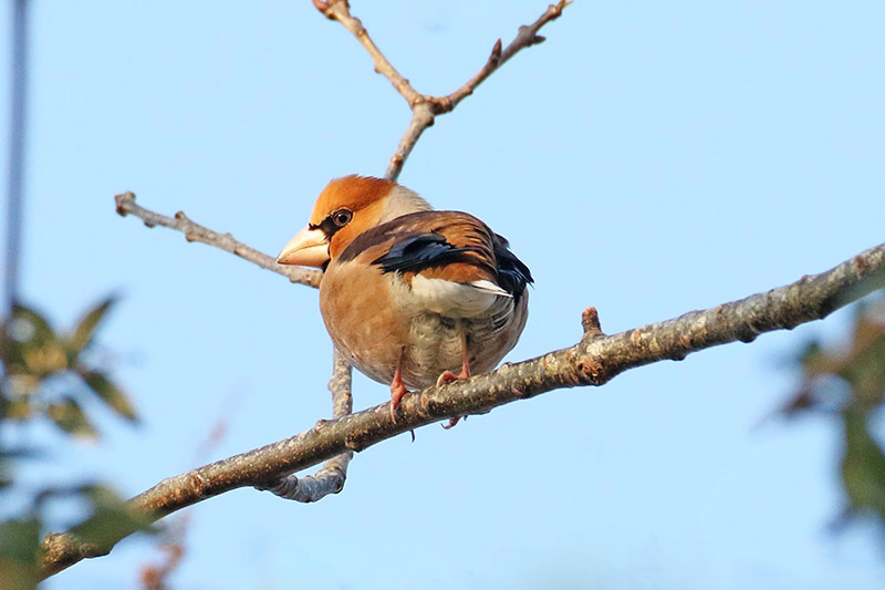 Hawfinch by Alan Modral