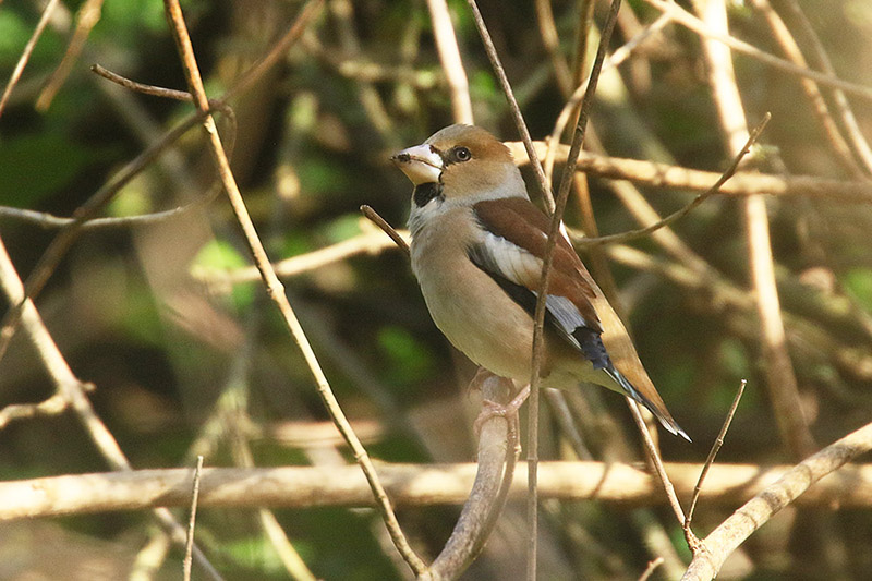Hawfinch by Mick Dryden