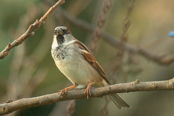 House Sparrow by Andrew Koester