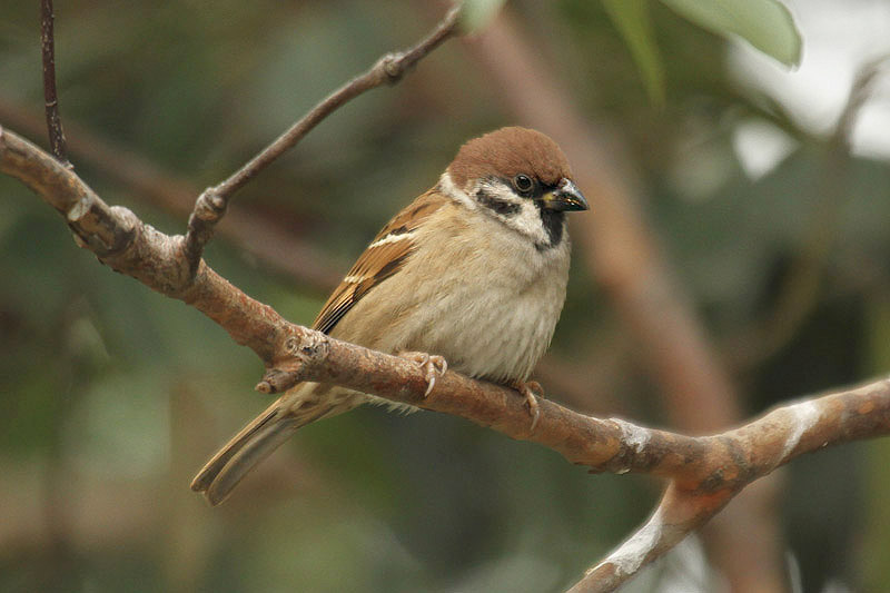 Tree Sparrow by Mick Dryden