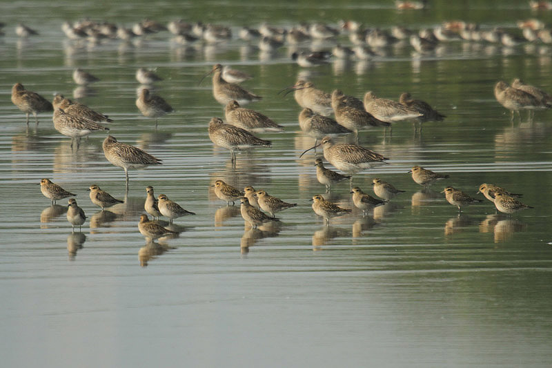 Pacific Golden Plovers by Mick Dryden
