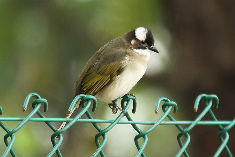 Chinese Bulbul by Mick Dryden