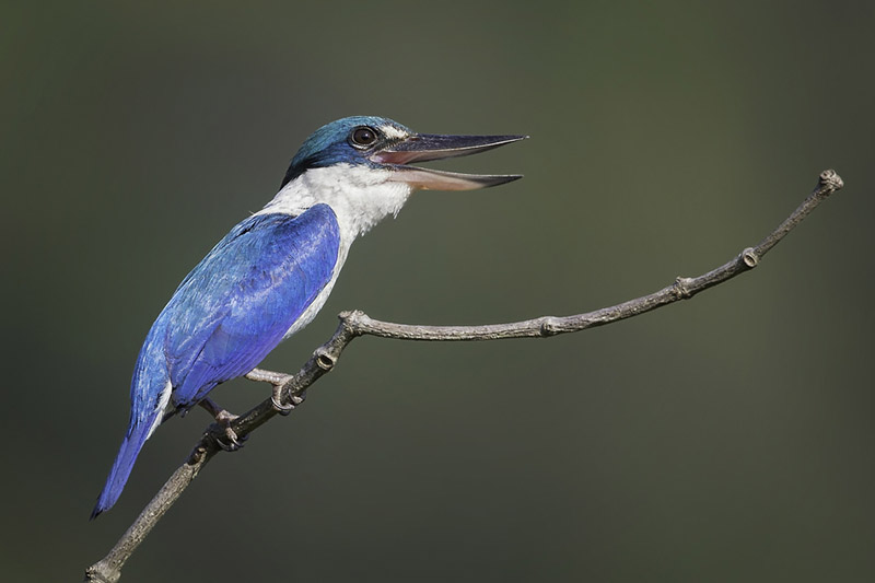 Collared Kingfisher by Kris Bell