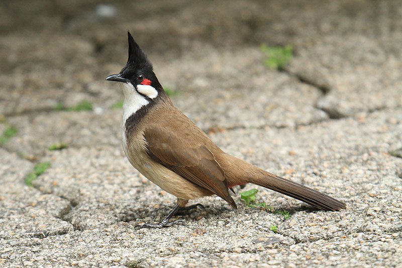 Red-whiskered Bulbul by Mick Dryden