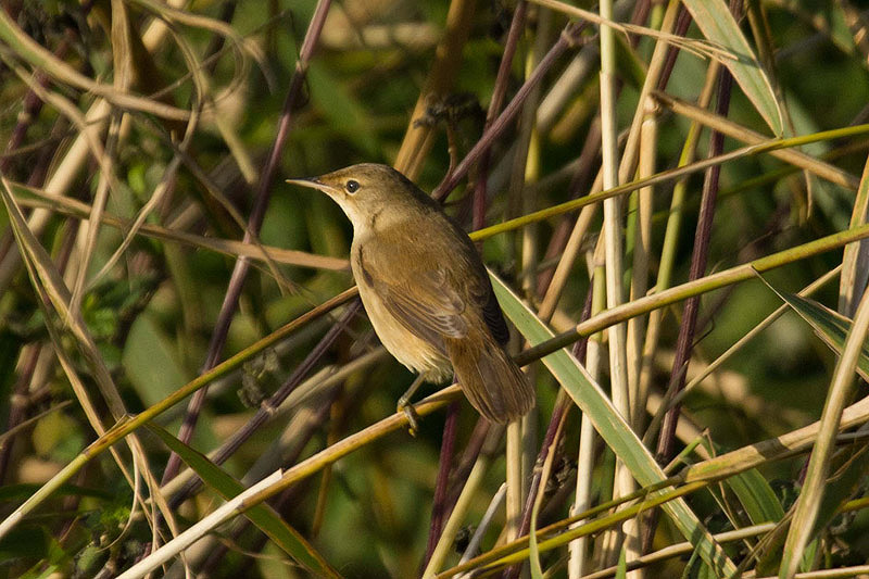 Reed Warbler by Stephen le Quesne