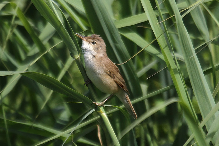 Reed Warbler by Mick Dryden