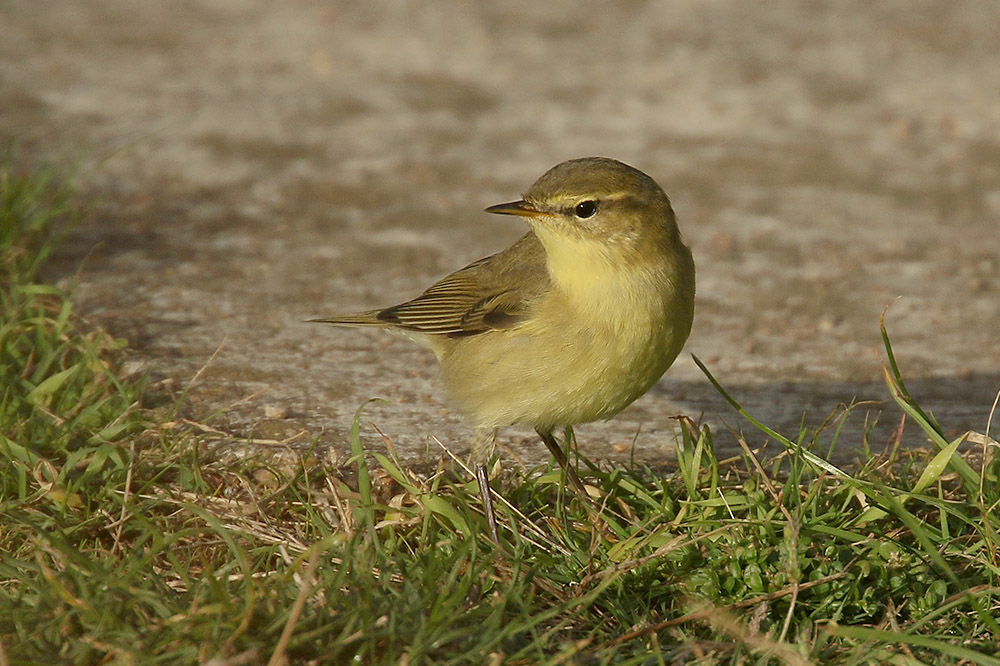 Willow Warbler by Mick Dryden