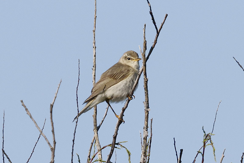 Willow Warbler by Mick Dryden