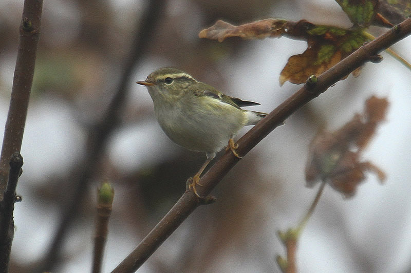 Yellow-browed Warbler by Mick Dryden