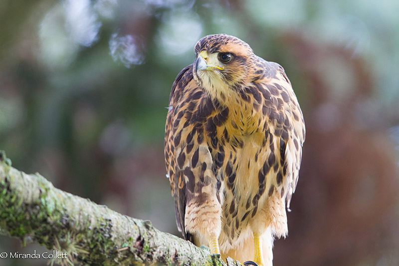 Bay-winged Hawk by Miranda Collett