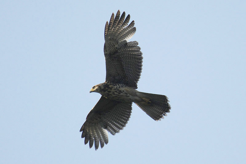 Bay-winged Hawk by Mick Dryden