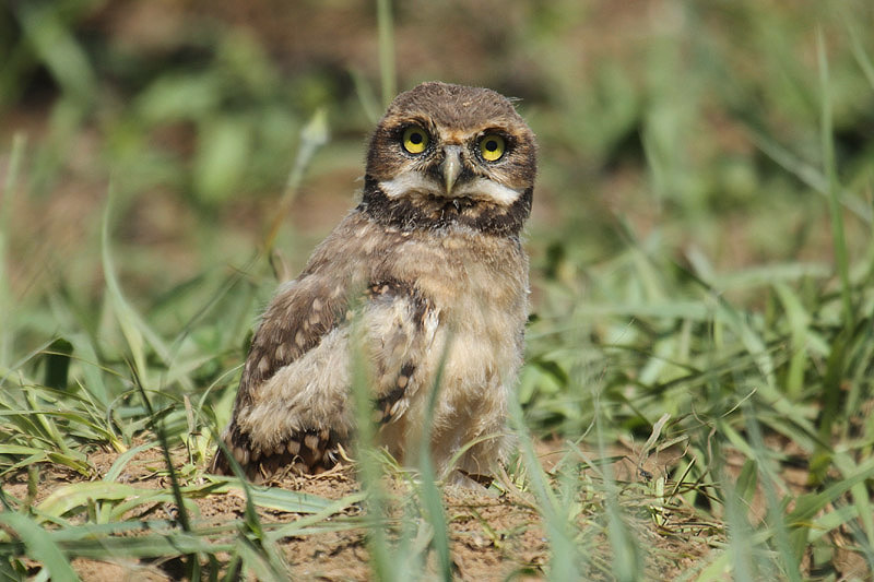 Burrowing Owl by Mick Dryden