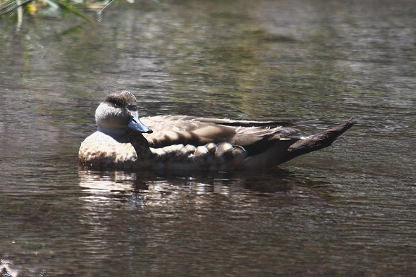 Crested Duck by Mick Dryden