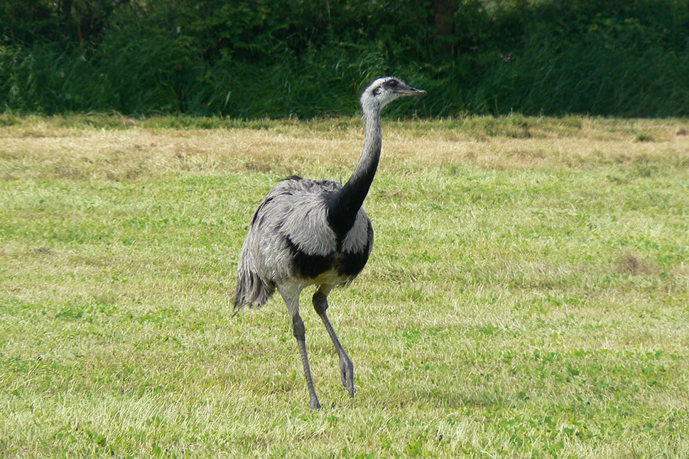 Greater Rhea by Graham Parkes
