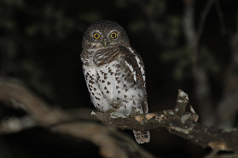 African Barred Owlet by Mick Dryden