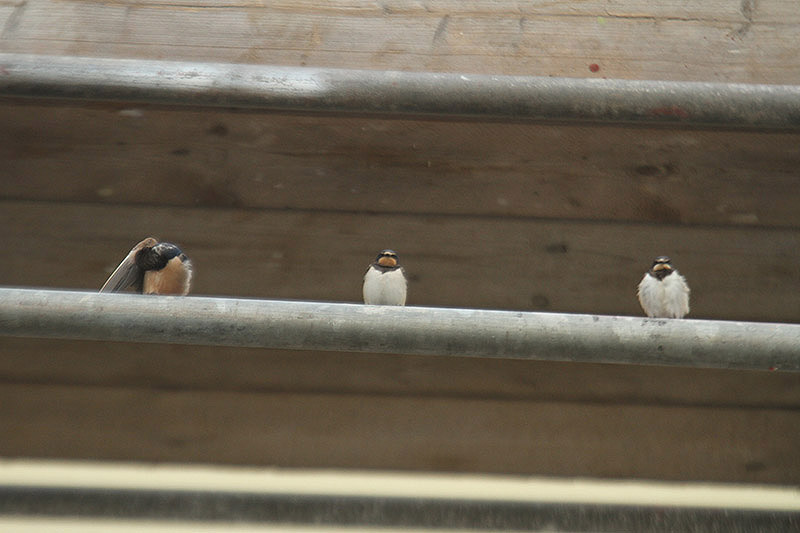 Swallows by Mick Dryden