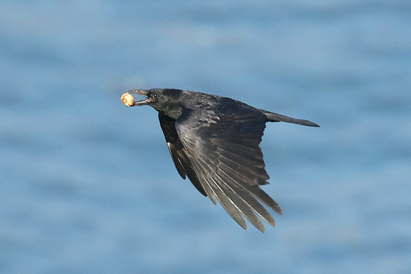Carrion Crow by Mick Dryden