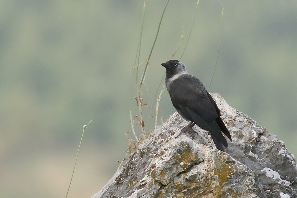 Jackdaw by Mick Dryden