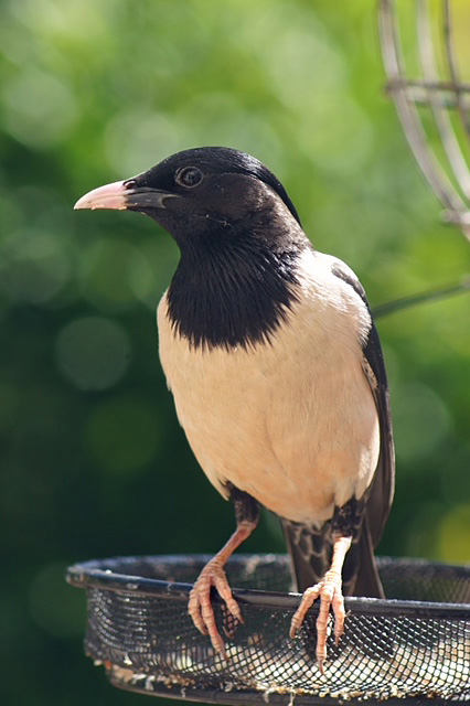 Rose coloured Starling by Angela Allen