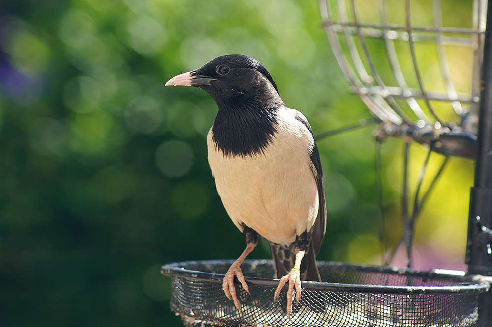 Rose coloured Starling by Angela Allen