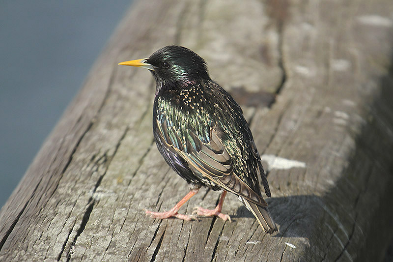 Starling by Mick Dryden