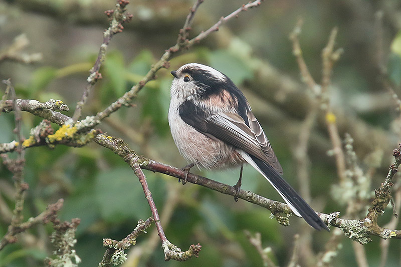 Long tailed Tit by Mick Dryden