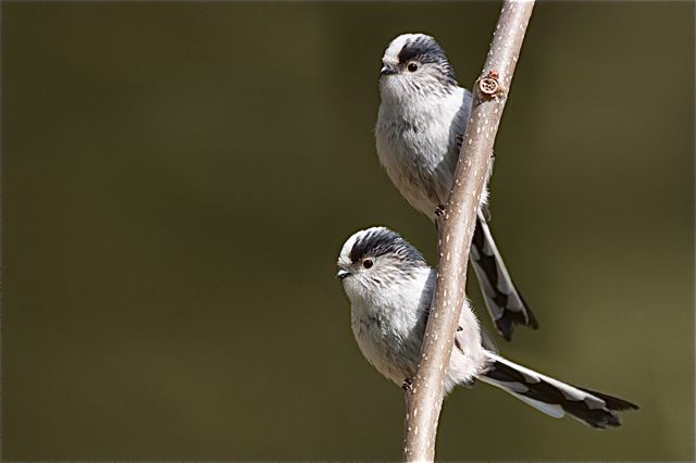 Long-tailed Tits by Kris Bell