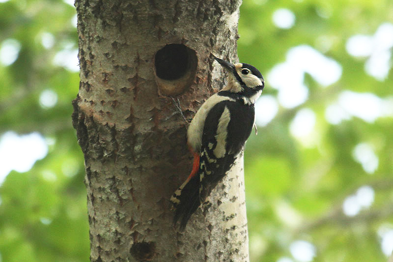 Great Spotted Woodpecker by Mick Dryden