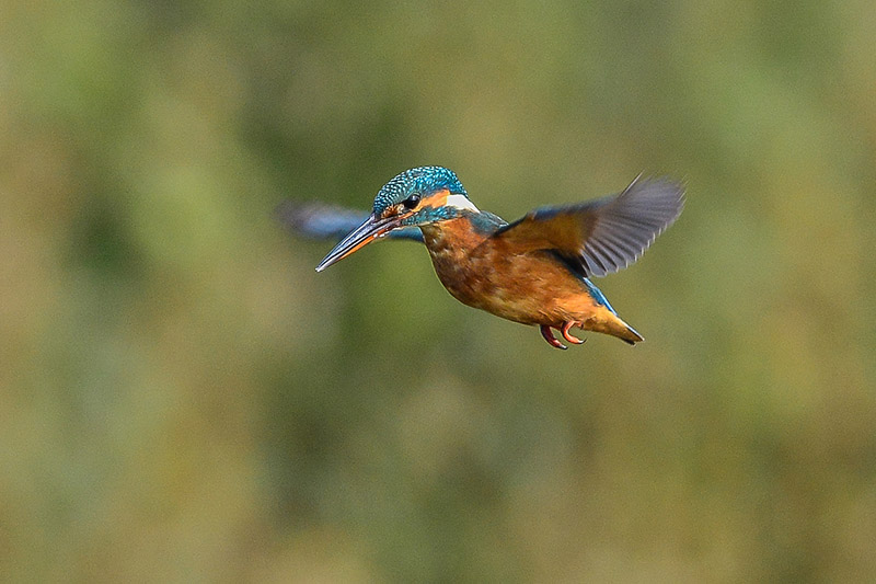 Kingfisher by Tony Wright